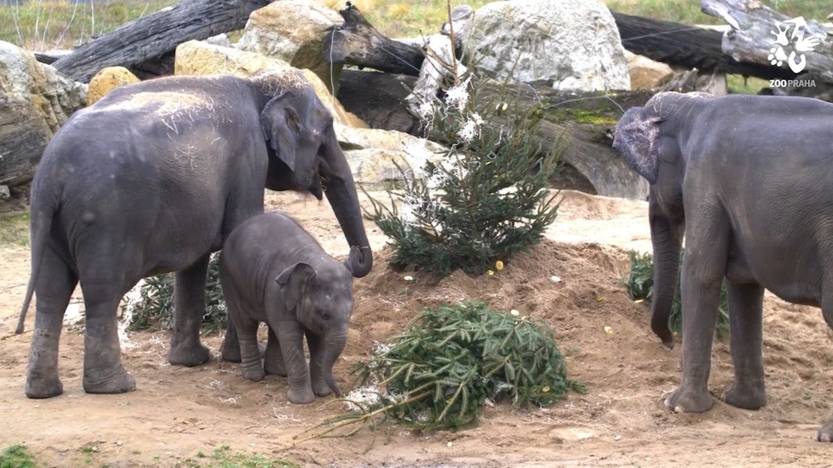 Slony vánoční stromky baví, dostanou ovšem jen ty neprodané